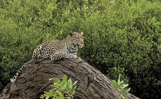 fotografia decorativa animales